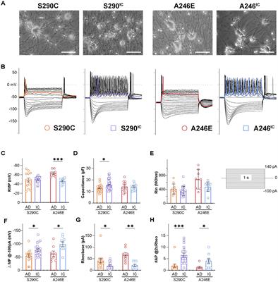 Alzheimer’s disease induced neurons bearing PSEN1 mutations exhibit reduced excitability